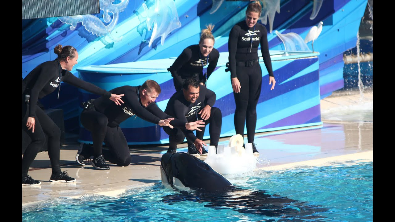 Seaworld Birthday Party
 Makani s birthday party at SeaWorld San Diego 2 14 16