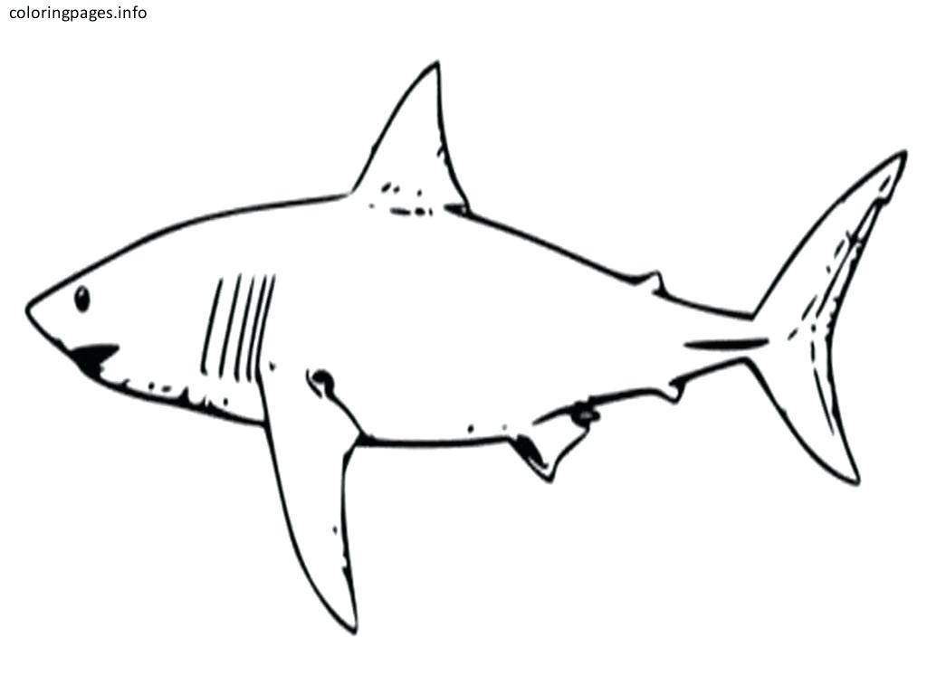 Shark Coloring Pages For Kids
 Great White Shark Coloring Pages to Print