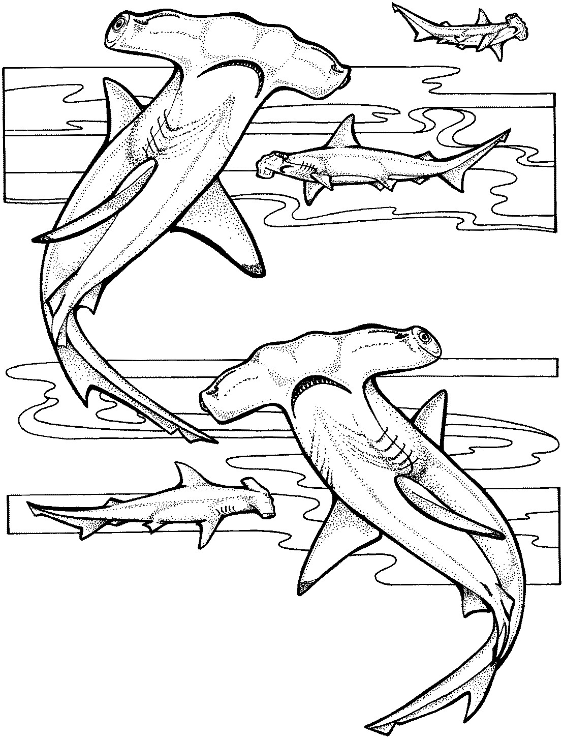 Shark Coloring Pages For Kids
 Free Shark Coloring Pages