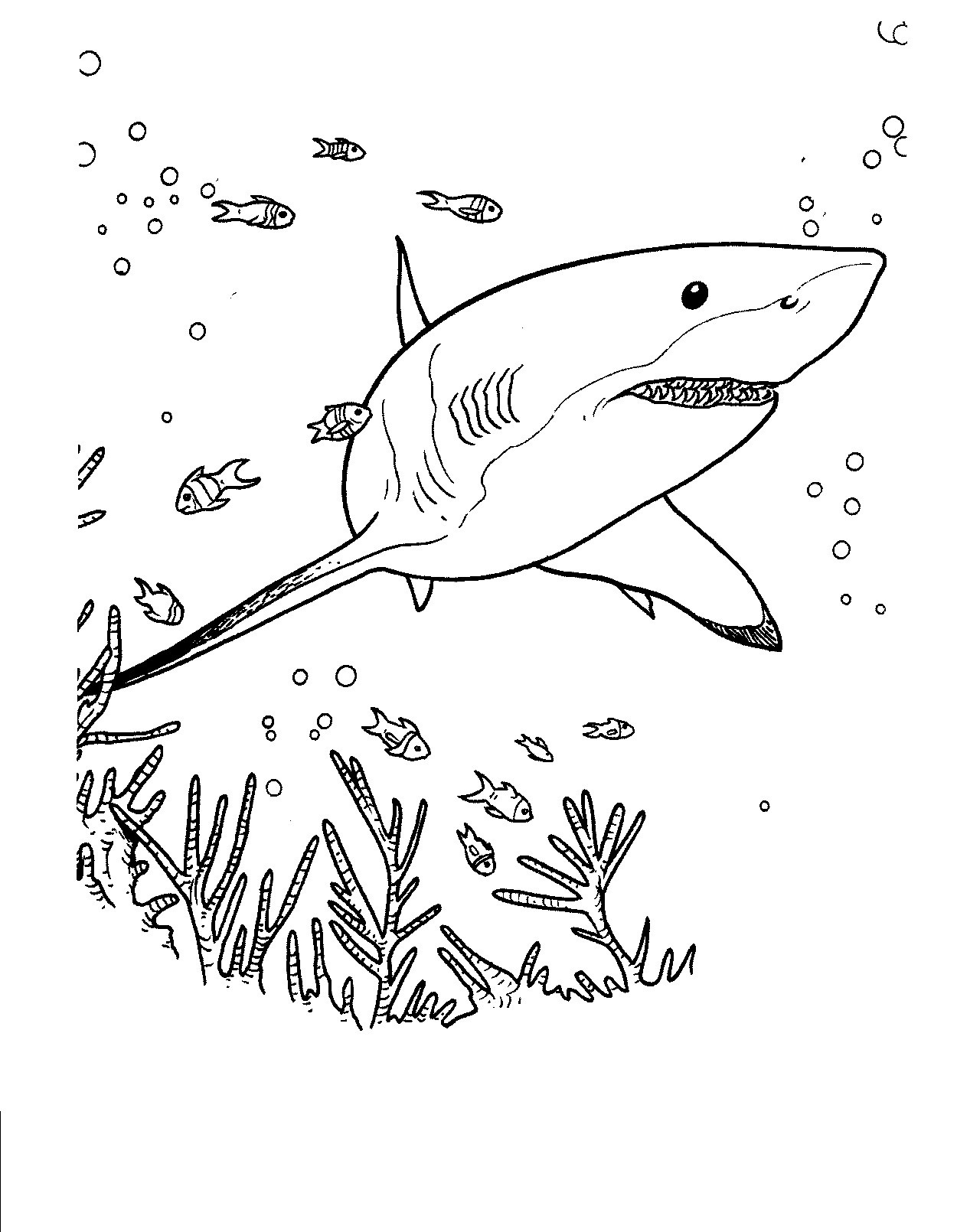 Shark Coloring Pages For Kids
 Free Printable Shark Coloring Pages For Kids