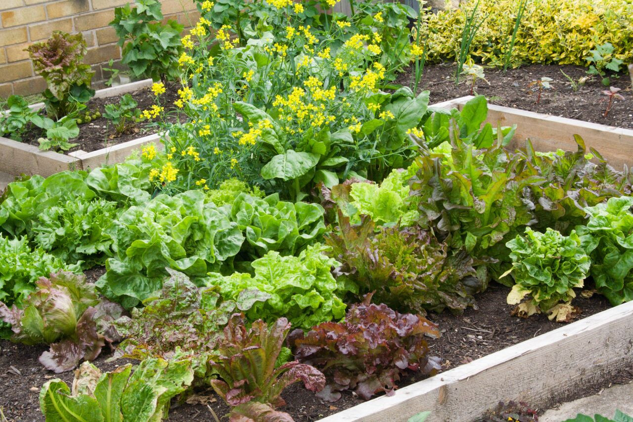 Small Backyard Vegetable Garden Ideas
 Small Ve able Garden Plans Layouts