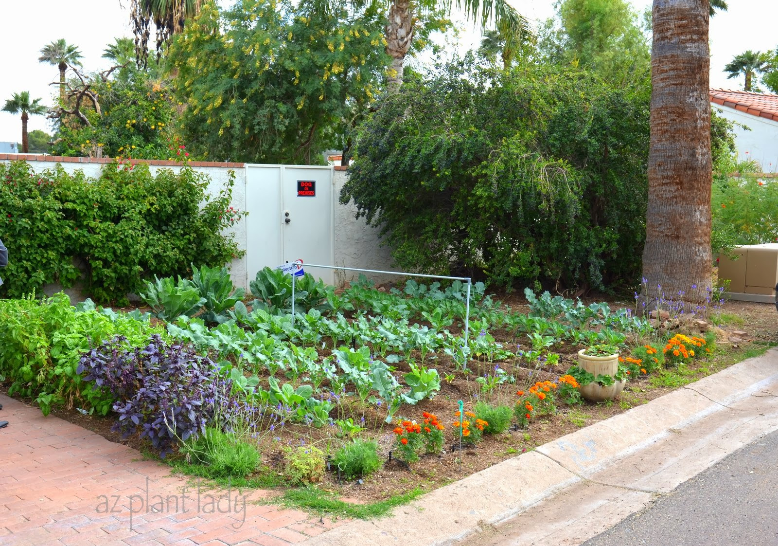 Small Backyard Vegetable Garden Ideas
 Ve able Gardens in Unexpected Places Ramblings from a