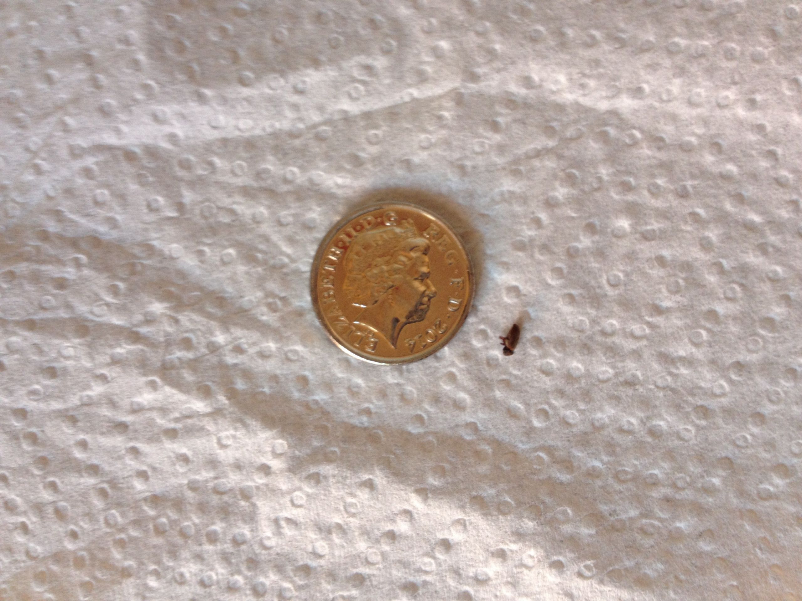 Small Black Bugs In Bathroom
 NaturePlus Please help me identify tiny black bugs found