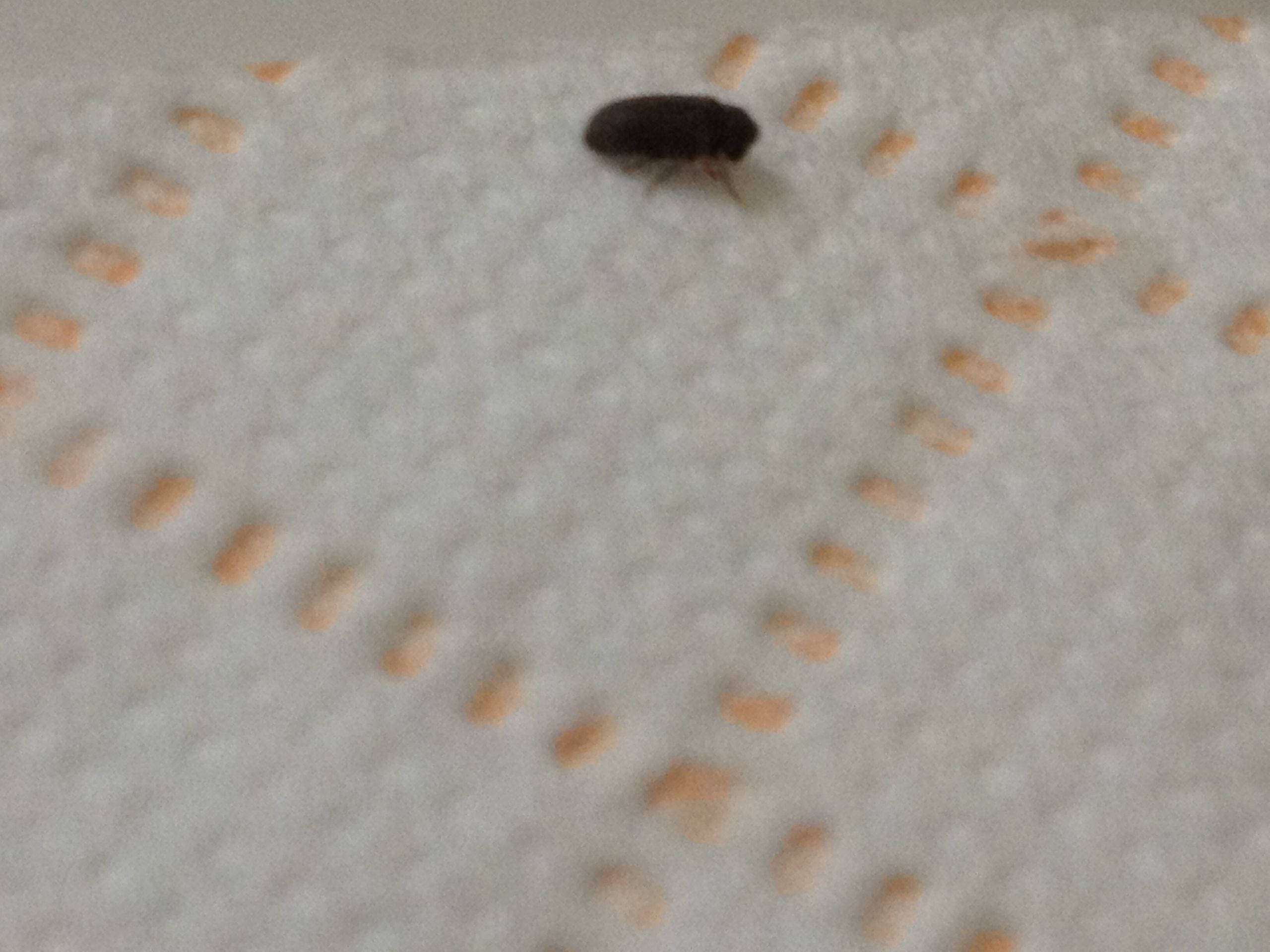 Small Black Bugs In Bathroom
 NaturePlus Please help me identify tiny black bugs found