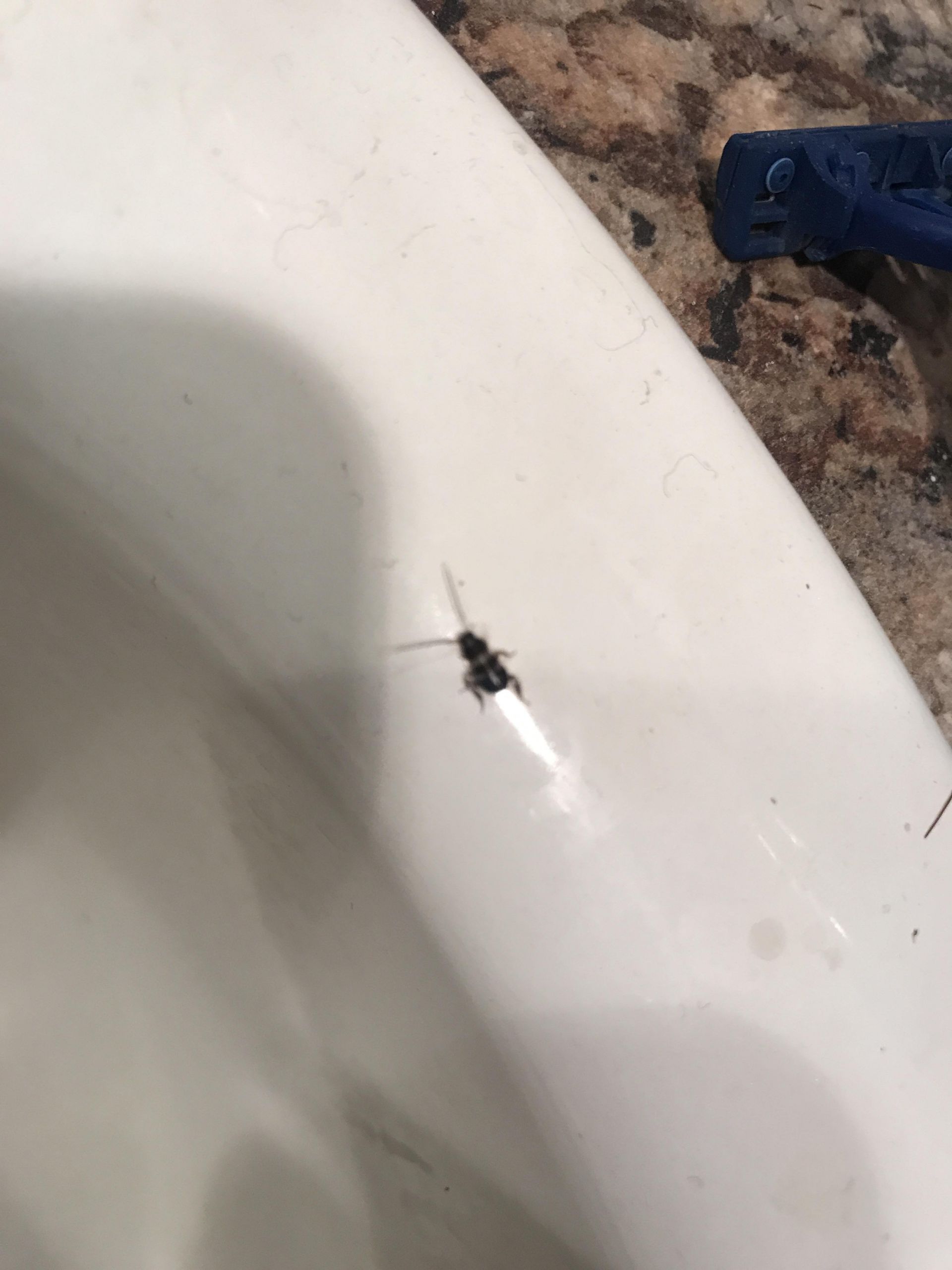 Small Black Bugs In Bathroom
 Tampa Florida I keep finding these small black bugs in