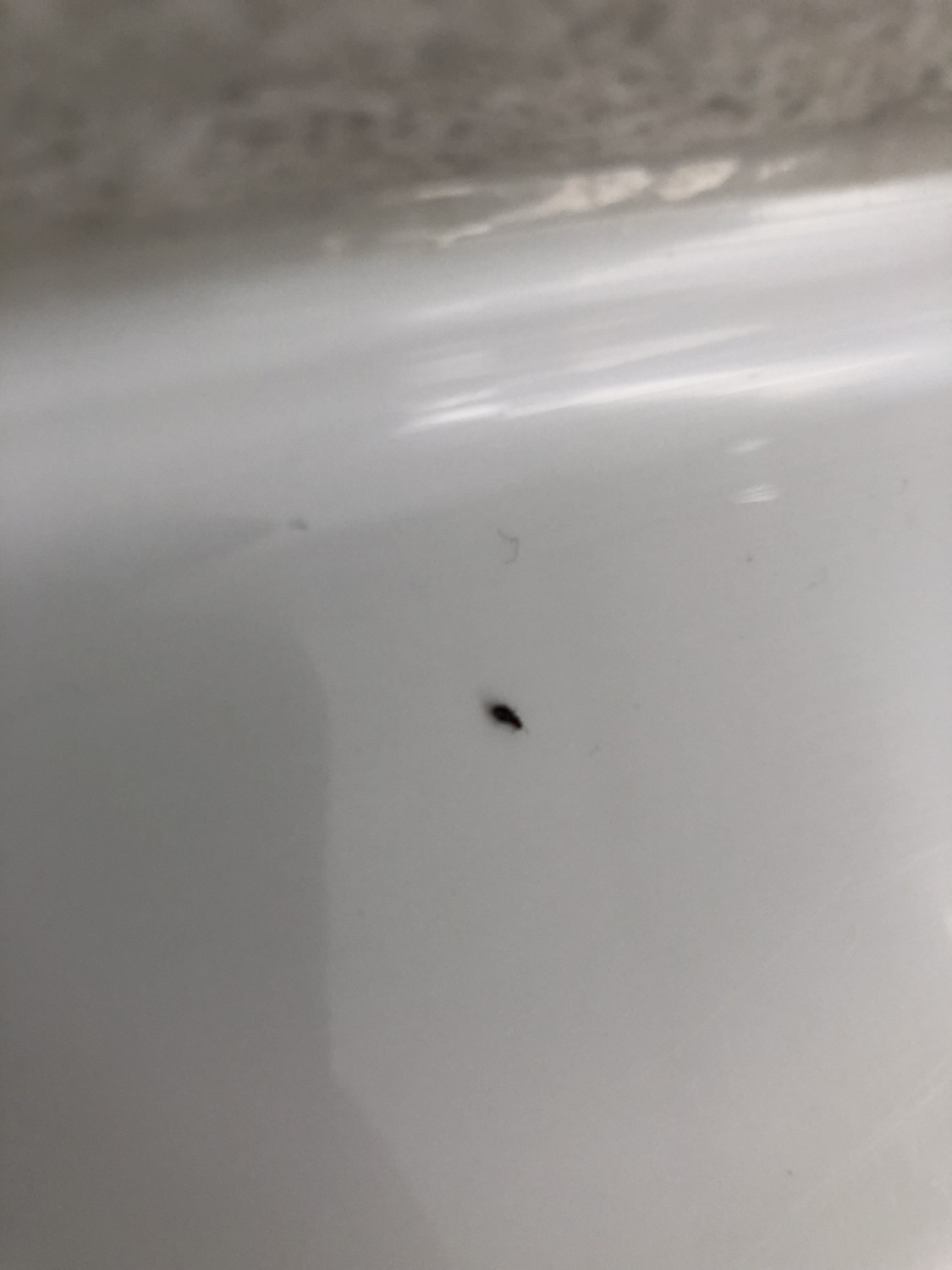 Small Black Bugs In Bathroom
 Tiny bug in bathroom Ask an Expert