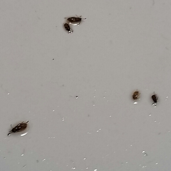 Small Black Bugs In Bathroom
 what are these tiny brown crawling bugs in my bathroom