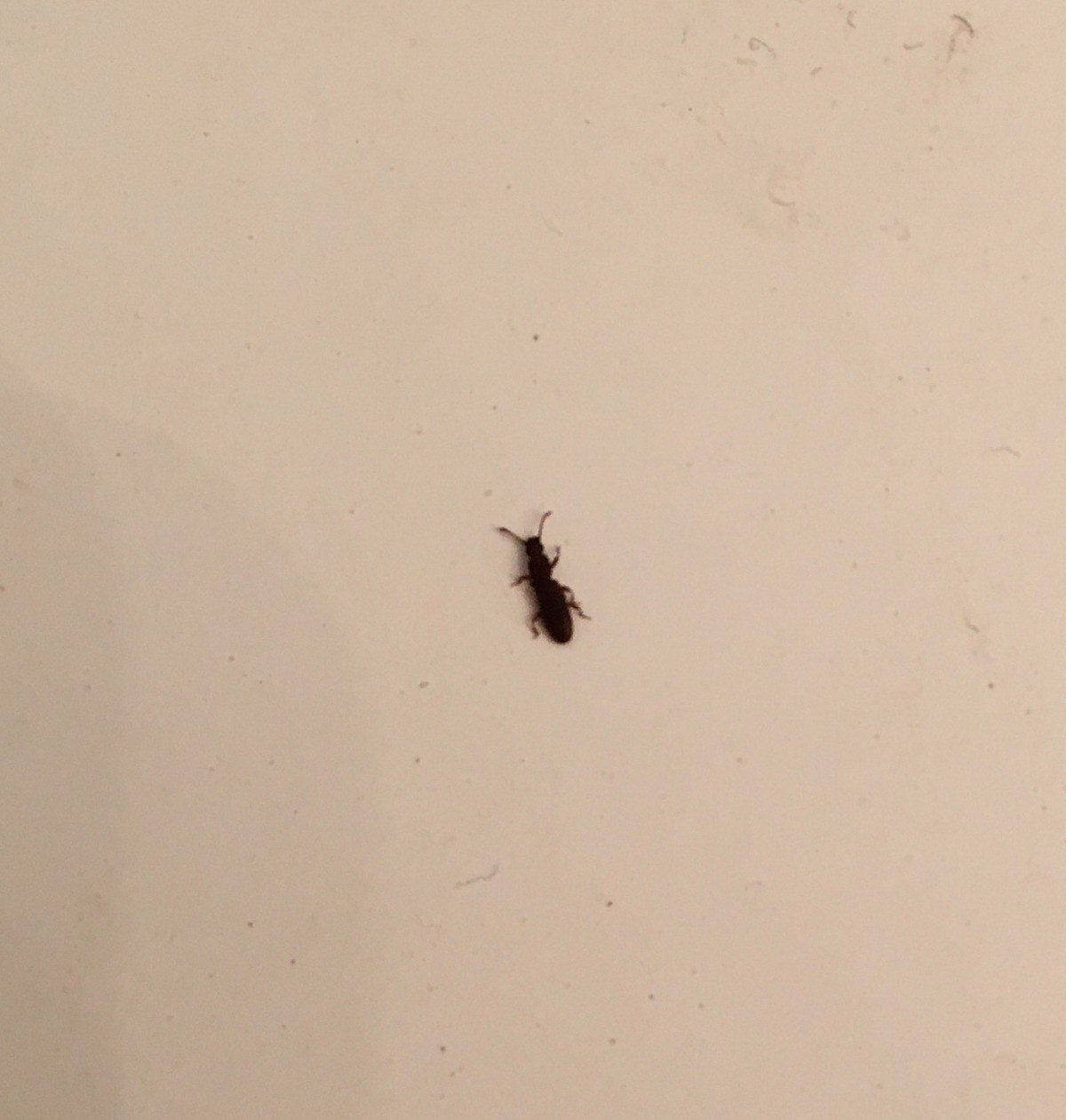 Small Black Bugs In Bathroom
 Identifying Small Black Bugs