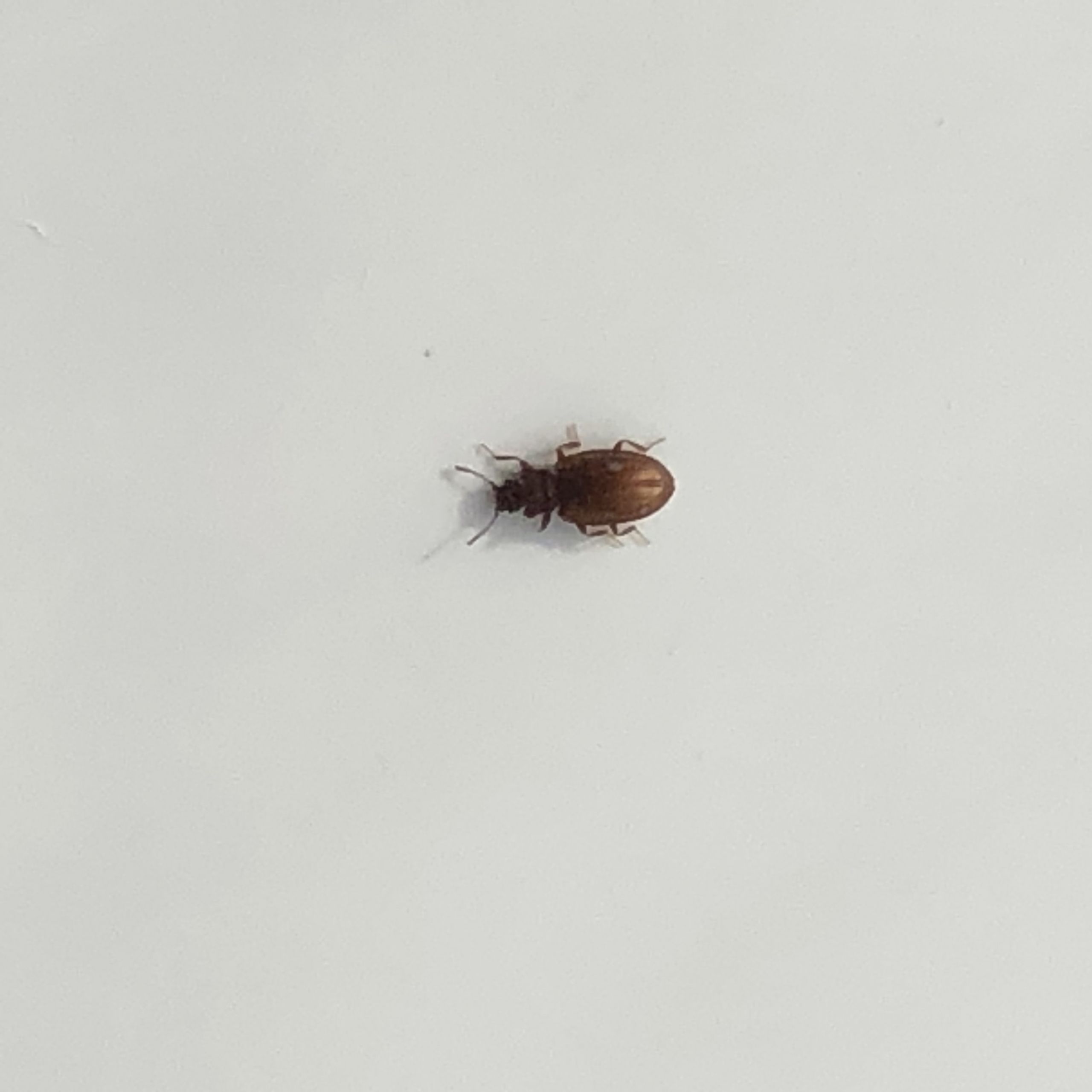 Small Black Bugs In Bathroom
 Tiny bug in bathroom Ask an Expert