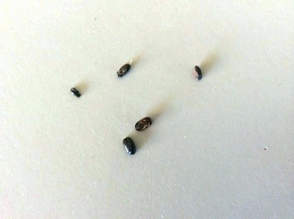 Small Black Bugs In Bathroom
 Small Black Bugs with Hard Shell in House How to Get Rid