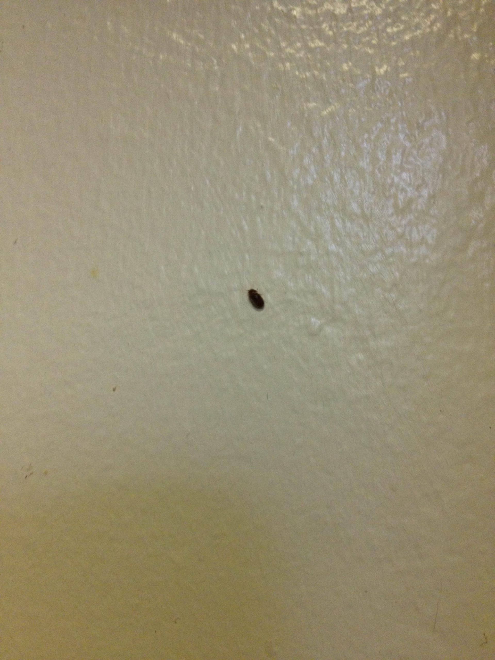 Small Bugs In Kitchen
 Small Insects In Kitchen Cupboards