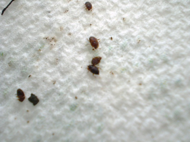 Small Bugs In Kitchen
 Green Jean cleanup