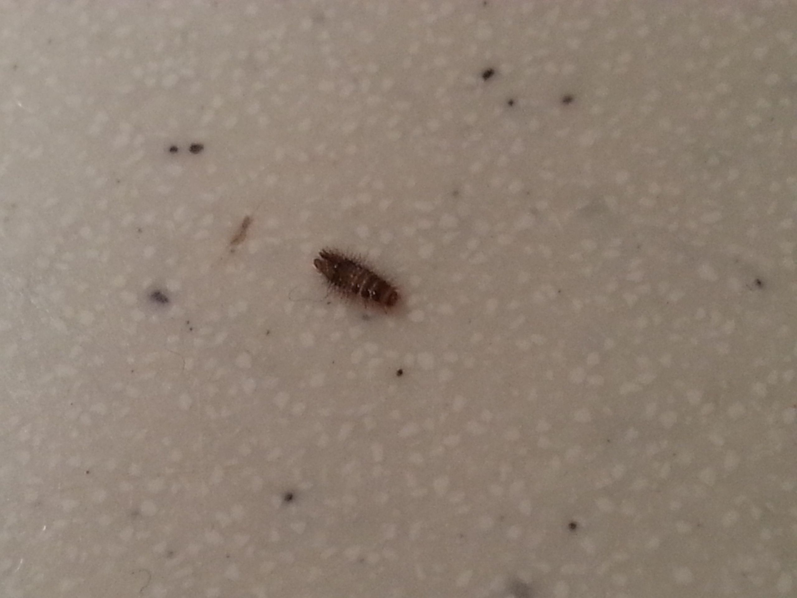 Small Bugs In Kitchen
 [Southeast PA] Tiny bug found on kitchen counter Very