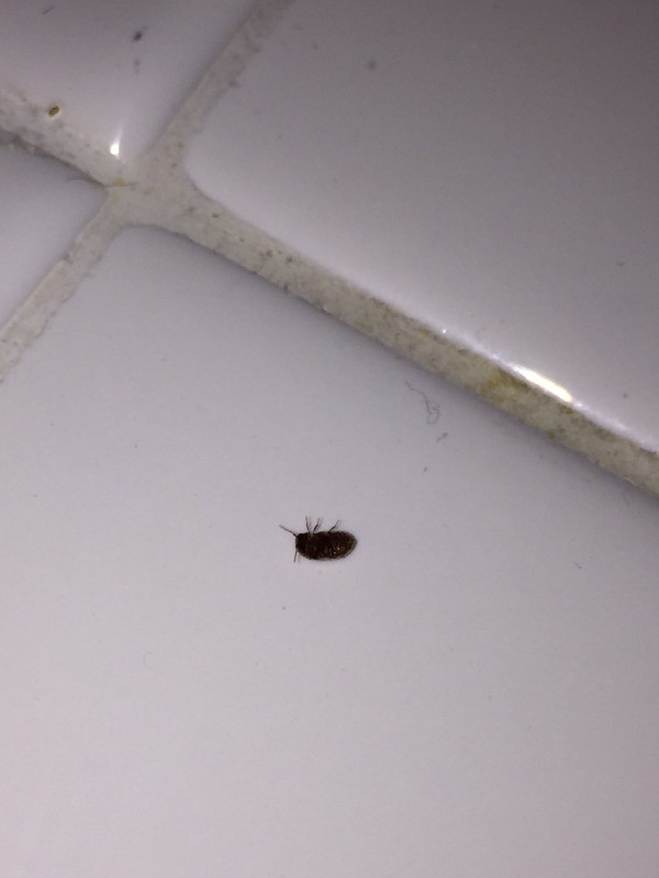 Small Bugs In Kitchen
 Identifying Small Black Bugs