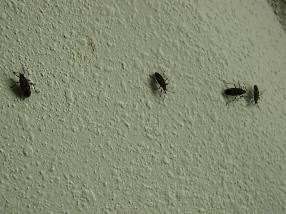 Small Bugs In Kitchen
 Don’t Avoid Kitchen Bugs Your Business Can Lose Big