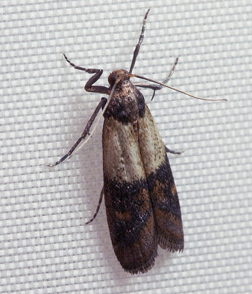 Small Moths In Kitchen
 How to Get Rid of Kitchen Moths The Eleventh Plague