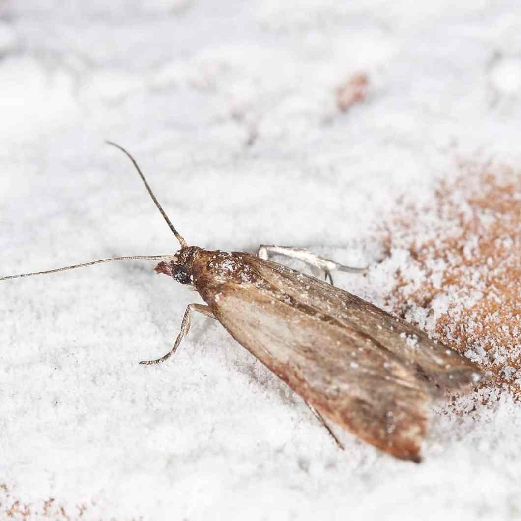 Small Moths In Kitchen
 Small White Moths In Bedroom