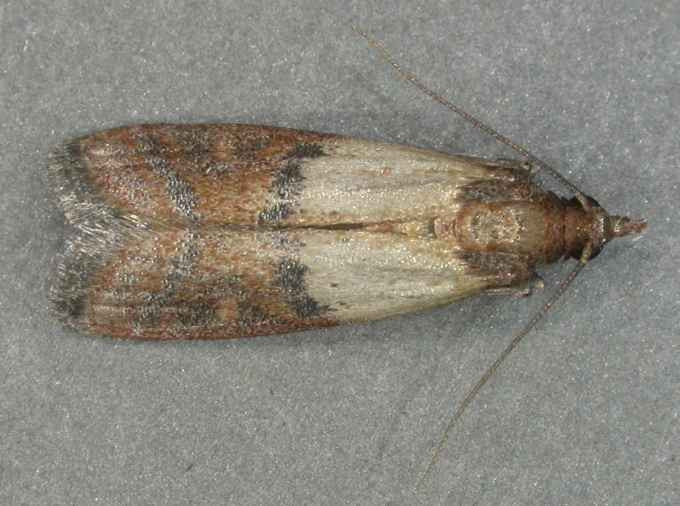 Small Moths In Kitchen
 What are these little moths in my kitchen Raleigh Pest