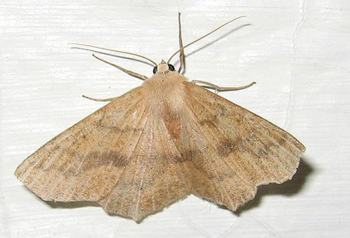 Small Moths In Kitchen
 How to Get Rid of Pantry Moths in Your Kitchen Cupboards