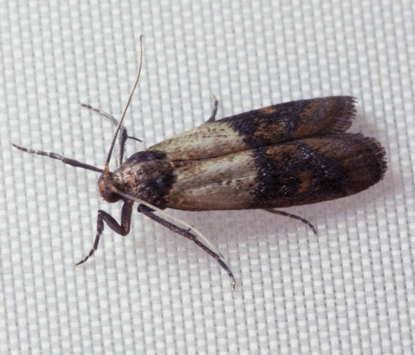 Small Moths In Kitchen
 How to prevent a pantry moth infestation Vegan Family