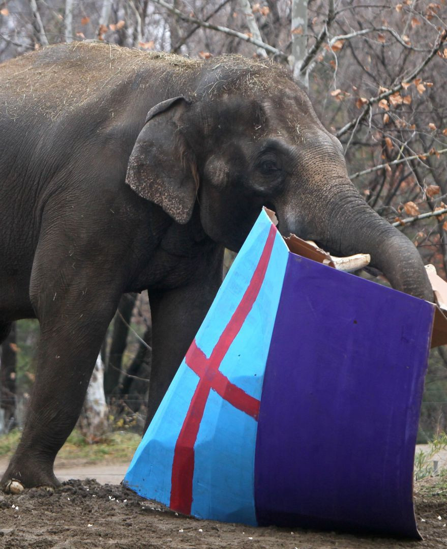 St Louis Zoo Birthday Party
 To mark World Elephant Day check out Raja s 22nd birthday