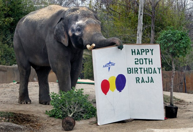 St Louis Zoo Birthday Party
 Gallery Raja s 20th birthday party