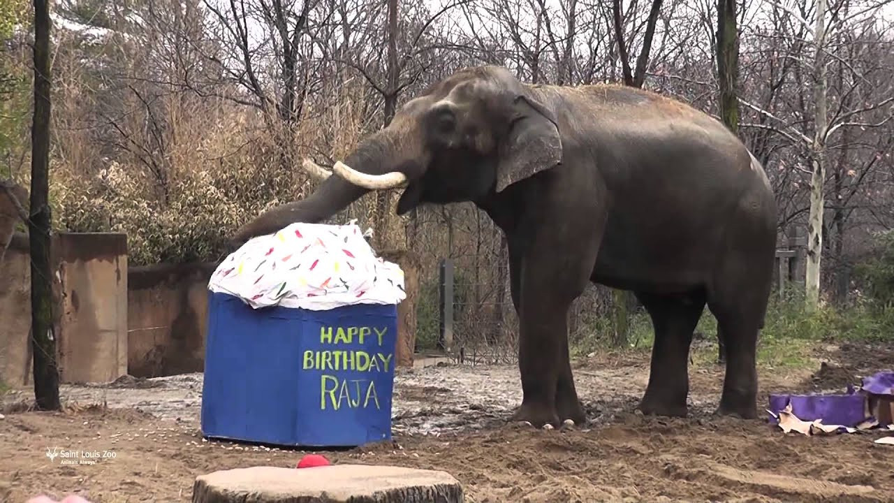 St Louis Zoo Birthday Party
 Happy 22nd Birthday to Asian elephant Raja at Saint Louis