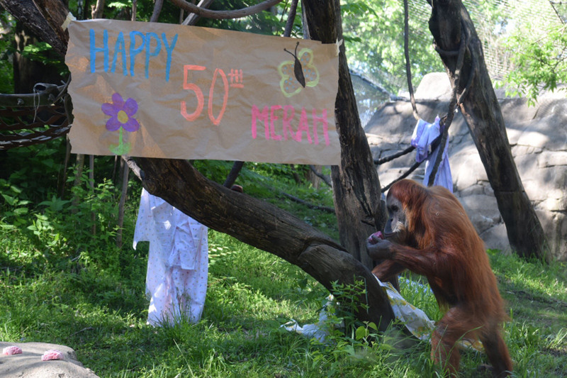 St Louis Zoo Birthday Party
 A 50th Birthday Party for Merah the Zoo s Elder Female