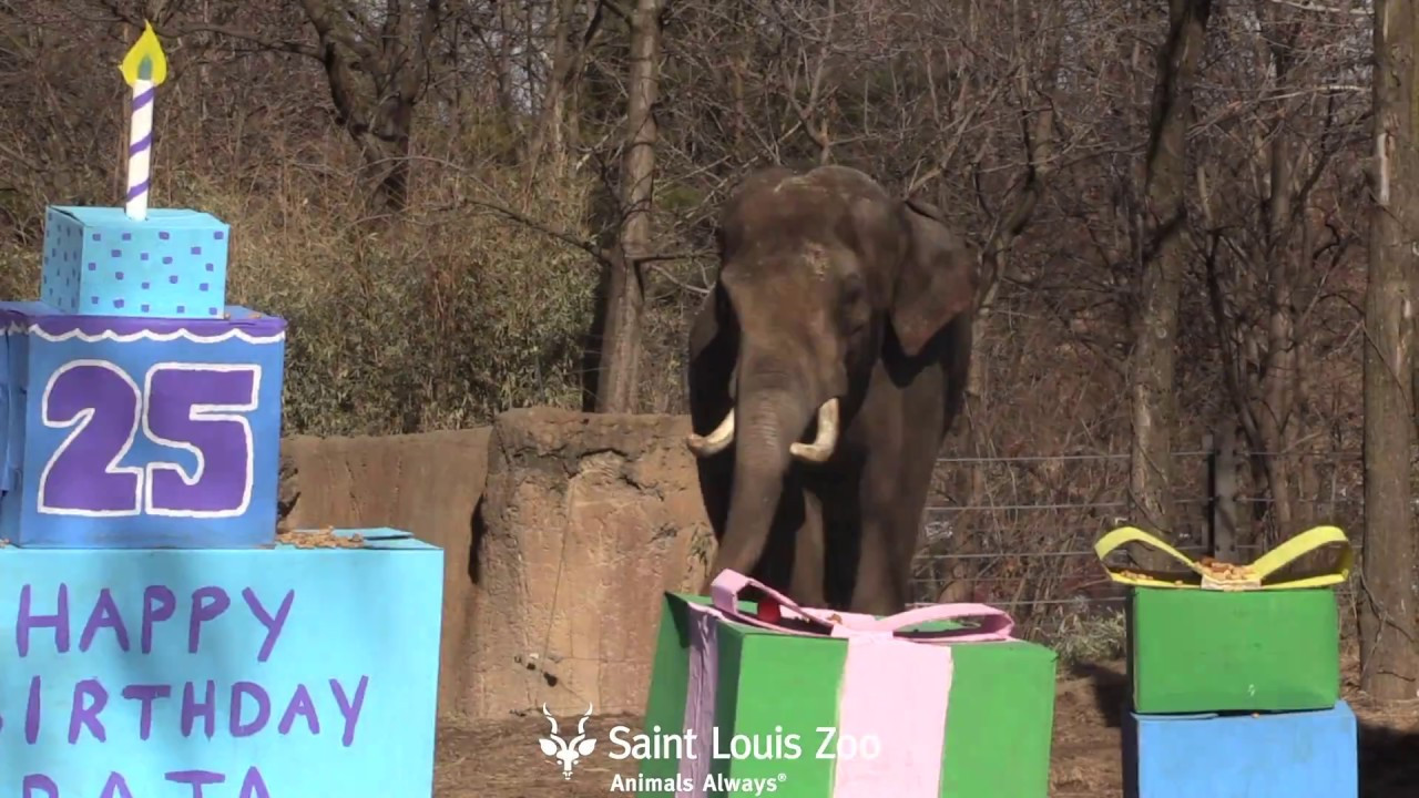 St Louis Zoo Birthday Party
 Raja s Belated Birthday at the Saint Louis Zoo