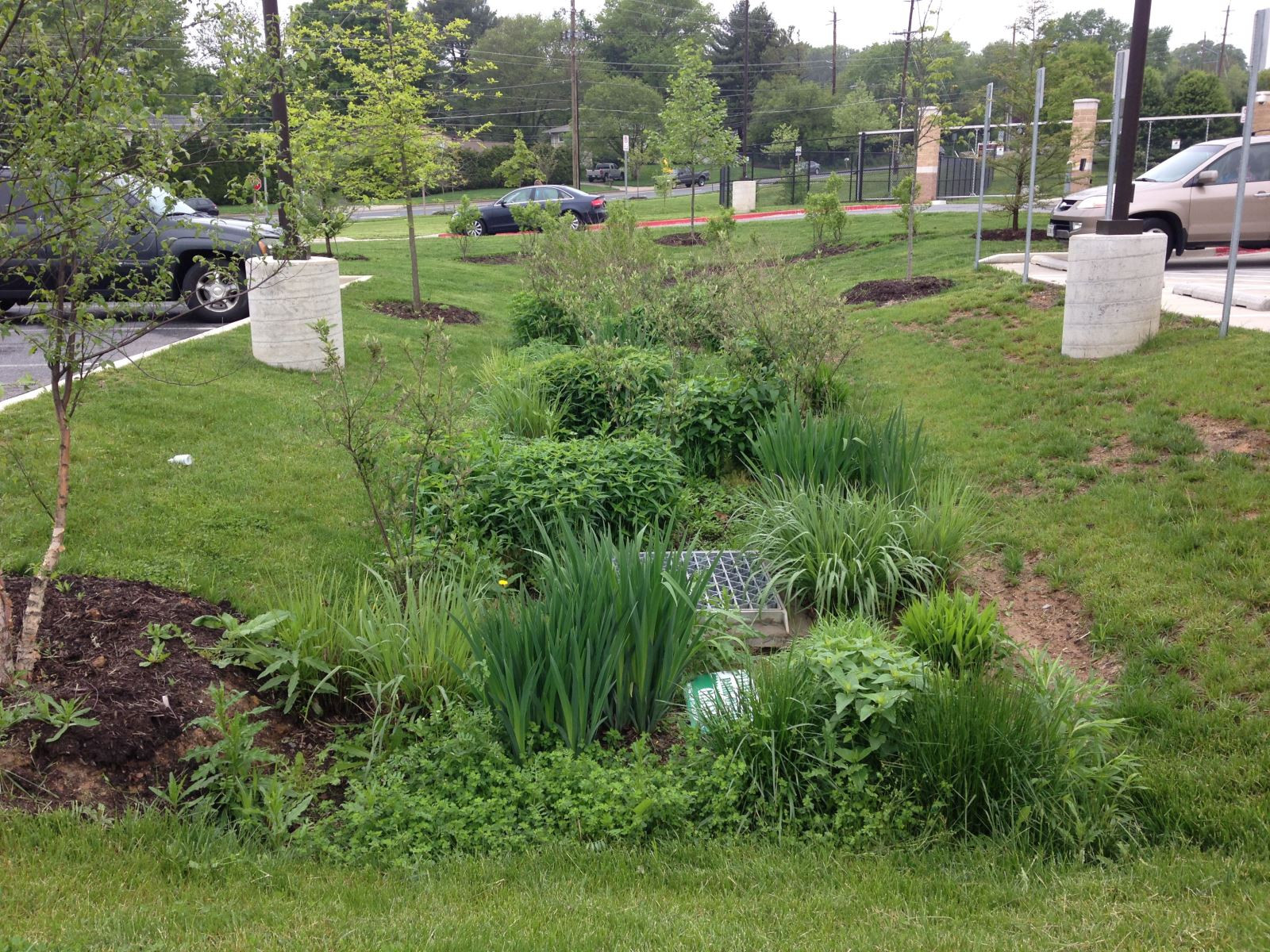 Storm Drain In Backyard
 Rain Gardens and Stormwater Management