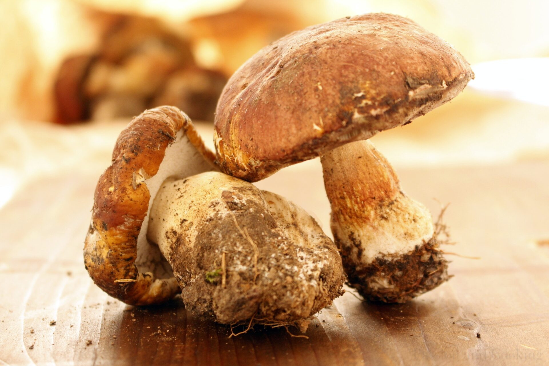 Substitute For Dried Porcini Mushrooms
 Pasta with porcini mushrooms
