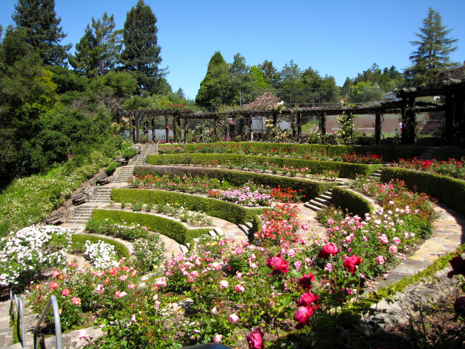 Terrace Landscape Australia
 A Wonderful Day at the Berkeley Rose Garden