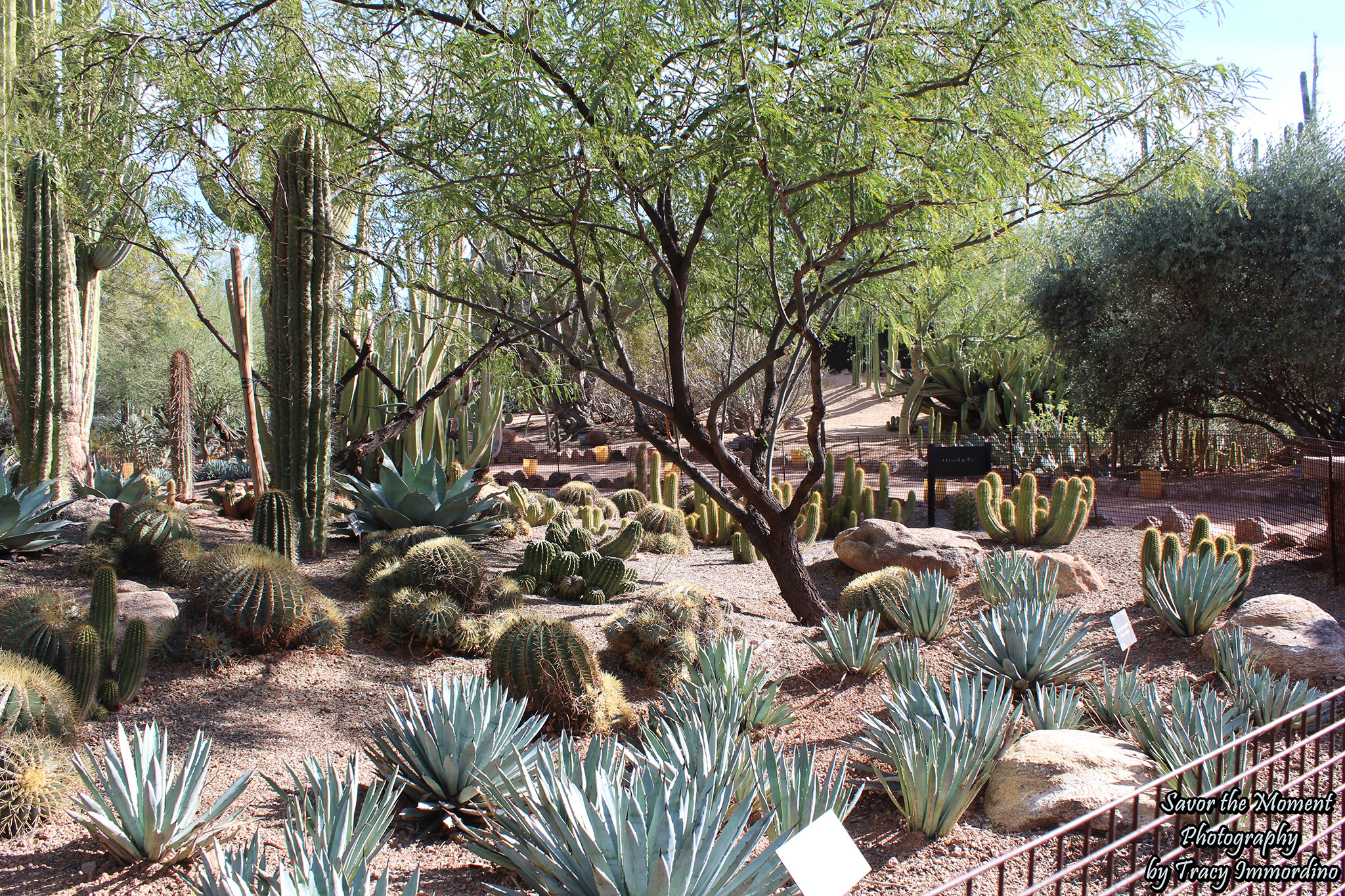 Terrace Landscape Desert
 Desert Terrace Garden Trail Savor the Moment graphy