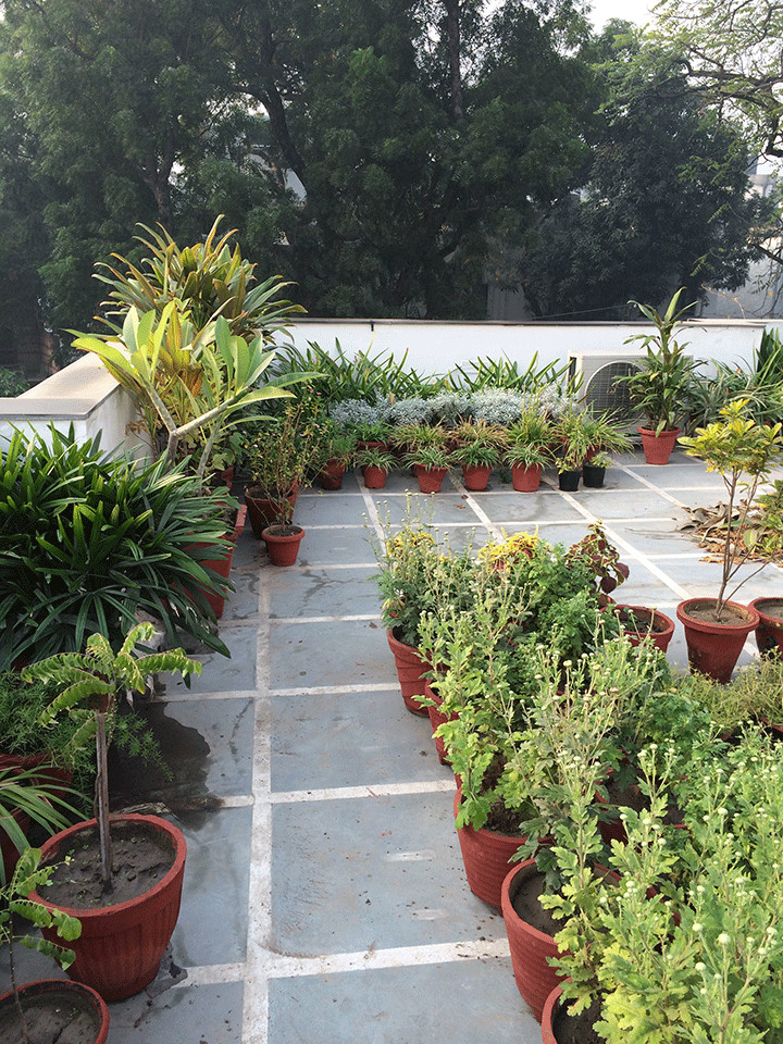 Terrace Landscape India
 Dhara The Earth An Indian gardening blog My roof top