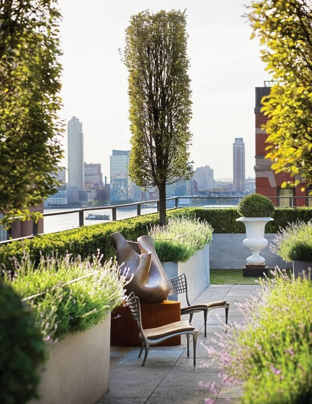 Terrace Landscape With Trees
 Trees box hedge and lavender planters on roof terrace