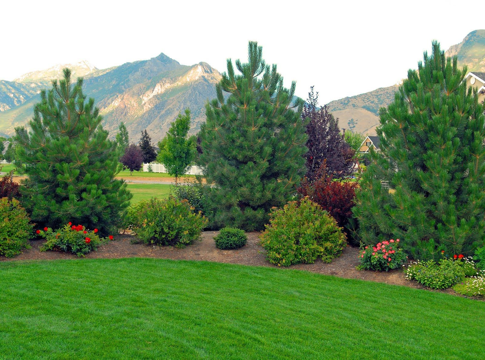 Terrace Landscape With Trees
 Gardening around Trees