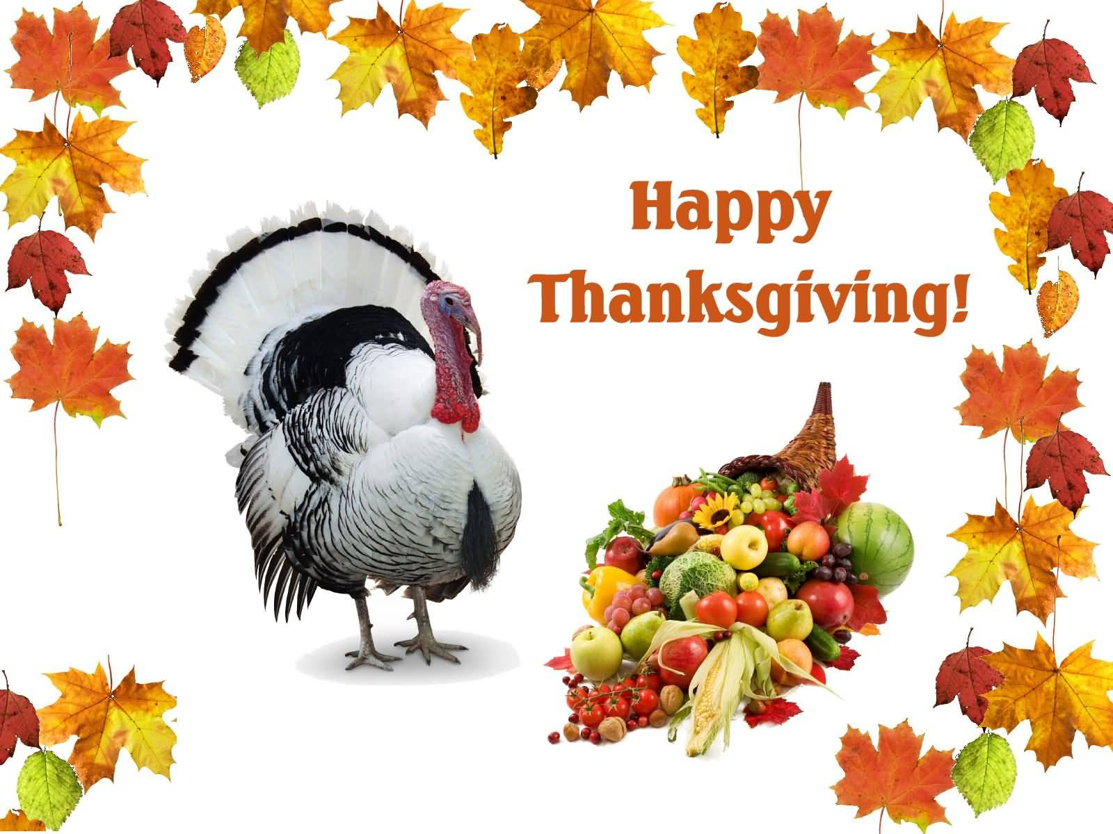 Thanksgiving Day Turkey
 55 Latest Happy Thanksgiving Day 2016 Greeting