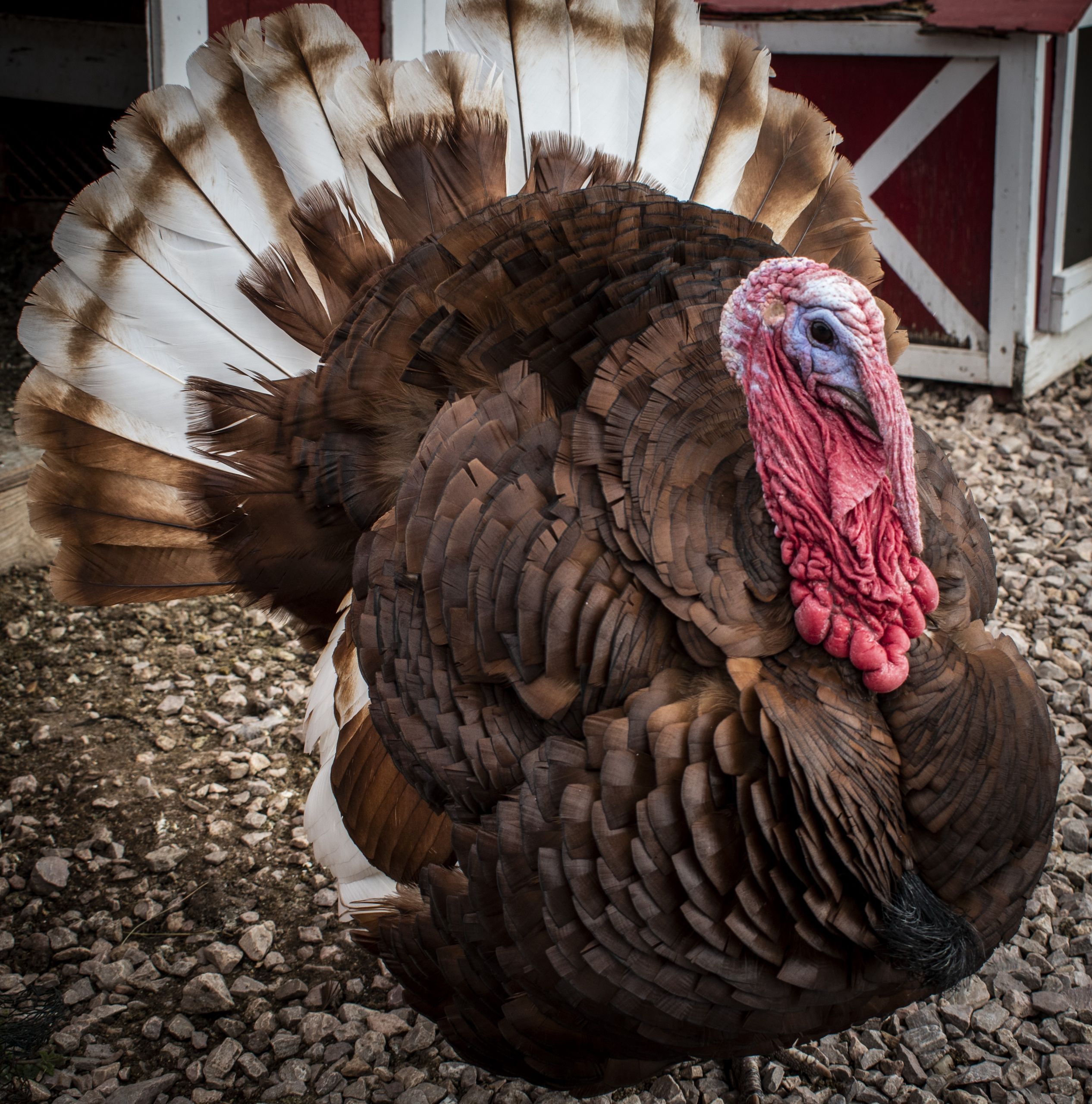 Thanksgiving Turkey Trot
 The Thanksgiving Turkey Trot Runner s Life Medium
