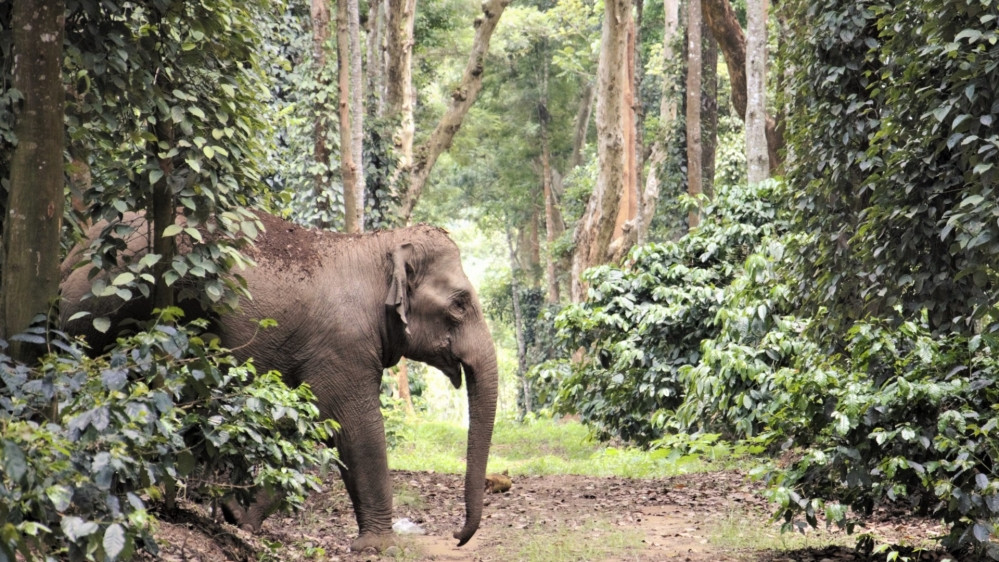 The Elephants In My Backyard
 India Elephants in My Backyard Wild Animals