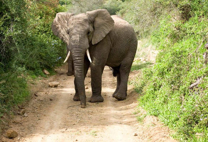 The Elephants In My Backyard
 Wel e to ‘My Shipping Container’ Farm