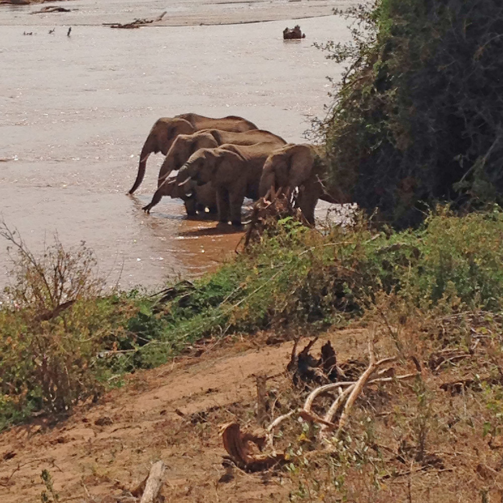 The Elephants In My Backyard
 Elephants In My Backyard – A Non Profit Raising Awareness