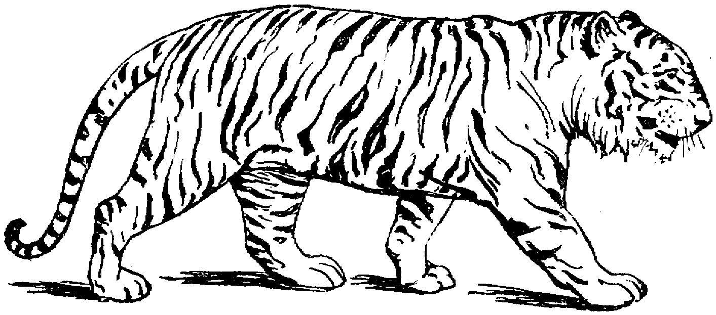 Tiger Coloring Pages For Kids
 Free Printable Tiger Coloring Pages For Kids