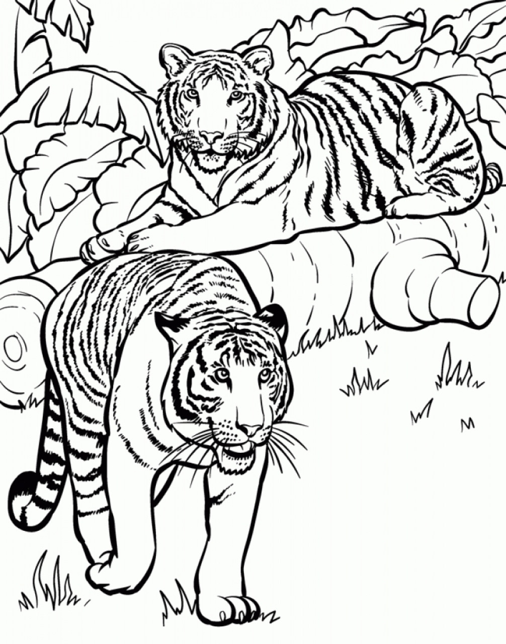 Tiger Coloring Pages For Kids
 Get This Tiger Coloring Pages for Older Kids
