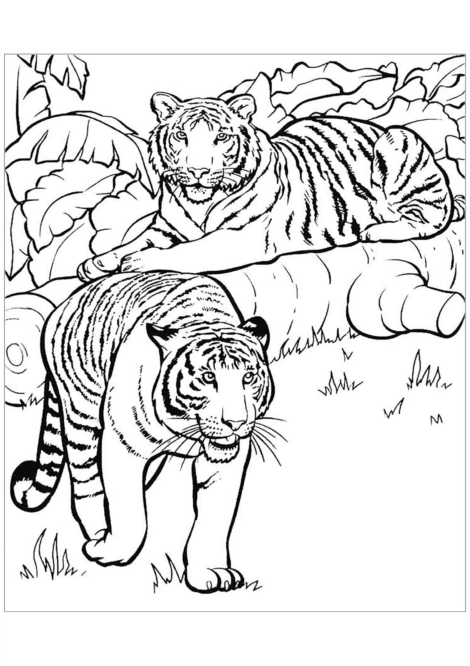 Tiger Coloring Pages For Kids
 Tigers to color for children Tigers Kids Coloring Pages