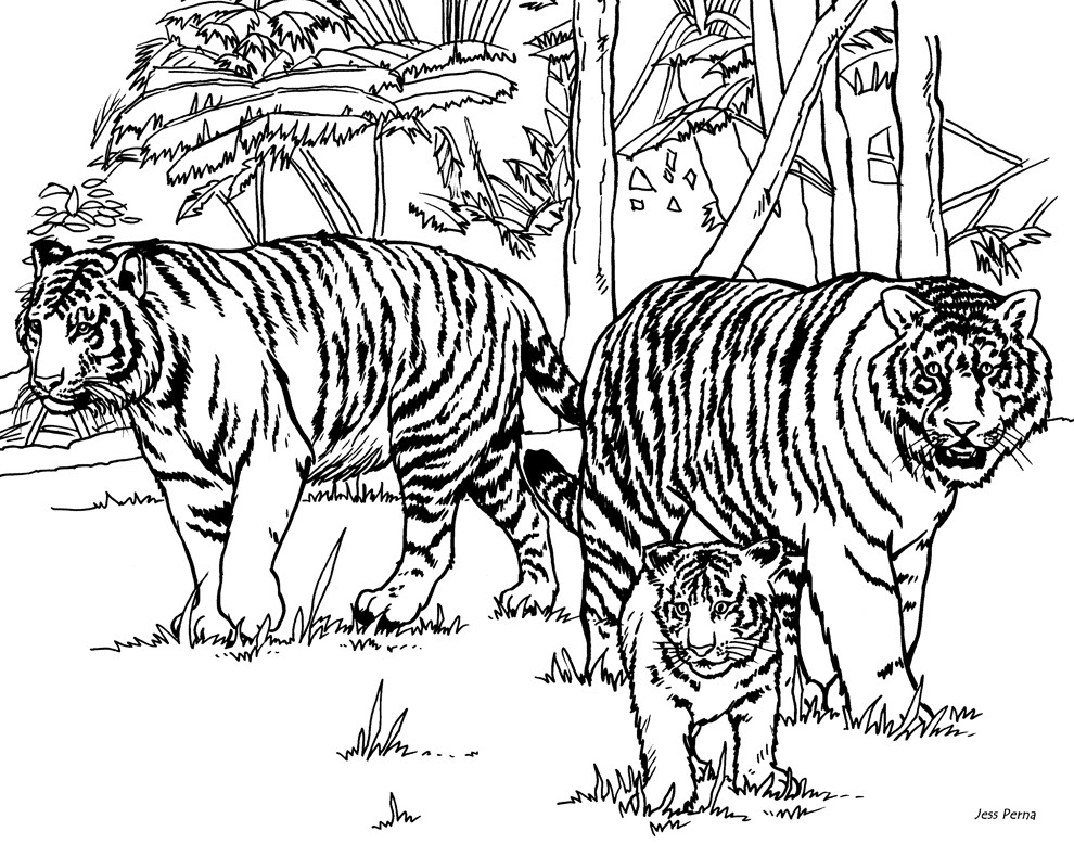 Tiger Coloring Pages For Kids
 Outline Tiger Coloring Home