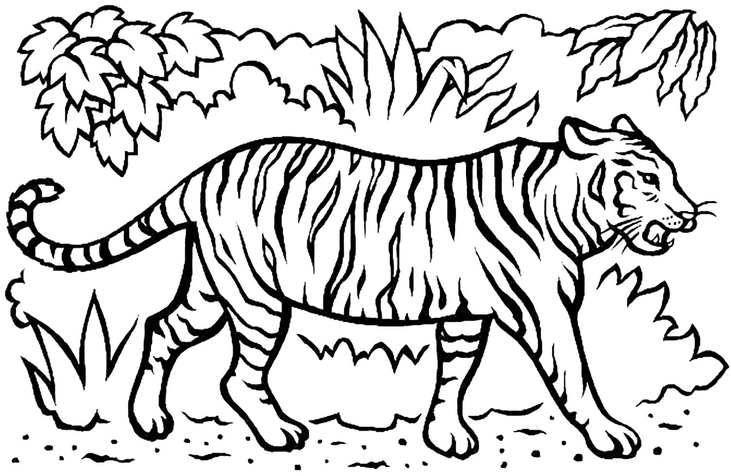 Tiger Coloring Pages For Kids
 Tigers to Tigers Kids Coloring Pages