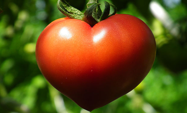 Tomato A Fruit Or Vegetable
 Are Tomatoes A Fruit A Ve able