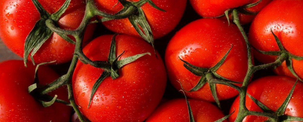 Tomato A Fruit Or Vegetable
 Here s Why a Tomato Is Actually Both a Fruit And Ve able