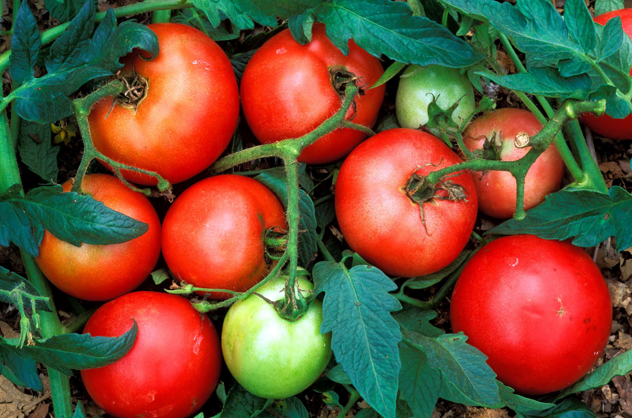 Tomato A Fruit Or Vegetable
 Is a Tomato a Fruit or a Ve able