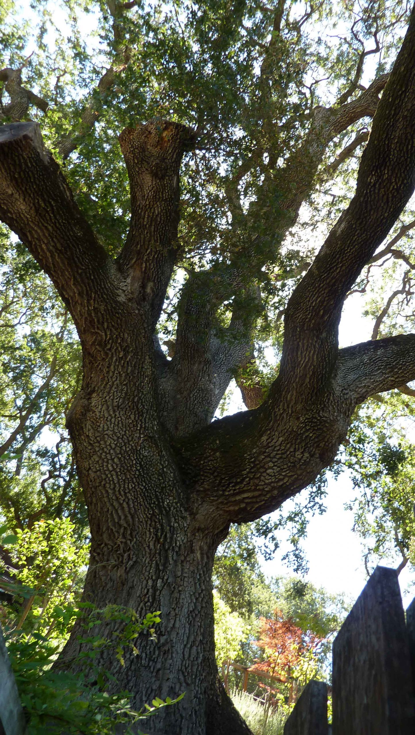 Tree In The Backyard
 Watering the Backyard or Exercise – as if I have a choice